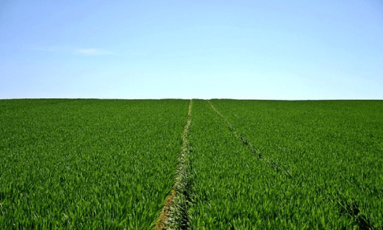 International Journal of Agriculture: The Best Option for Quality, Speed, and Cost-Effectiveness in Agriculture Publishing
