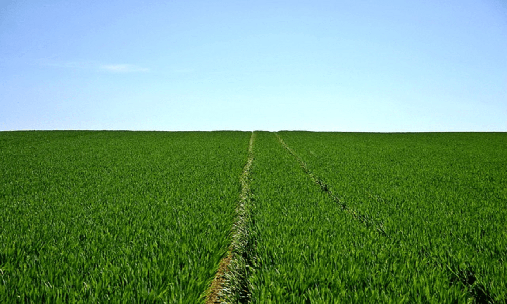 International Journal of Agriculture: The Best Option for Quality, Speed, and Cost-Effectiveness in Agriculture Publishing