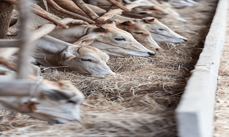 Journal of Livestock Policy: A Rapid and High-Impact Option for Publishing Your Papers