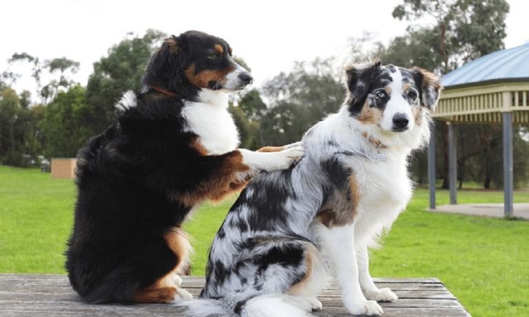 Why You Should Publish Your Animal Health Research in Journal of Animal Health, an Indexed and Peer-Reviewed Journal